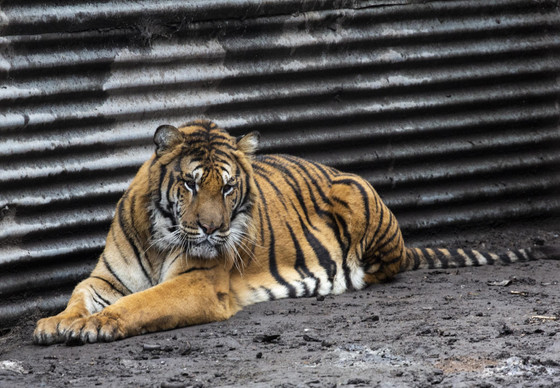 Rescue of two tigers in Argentina