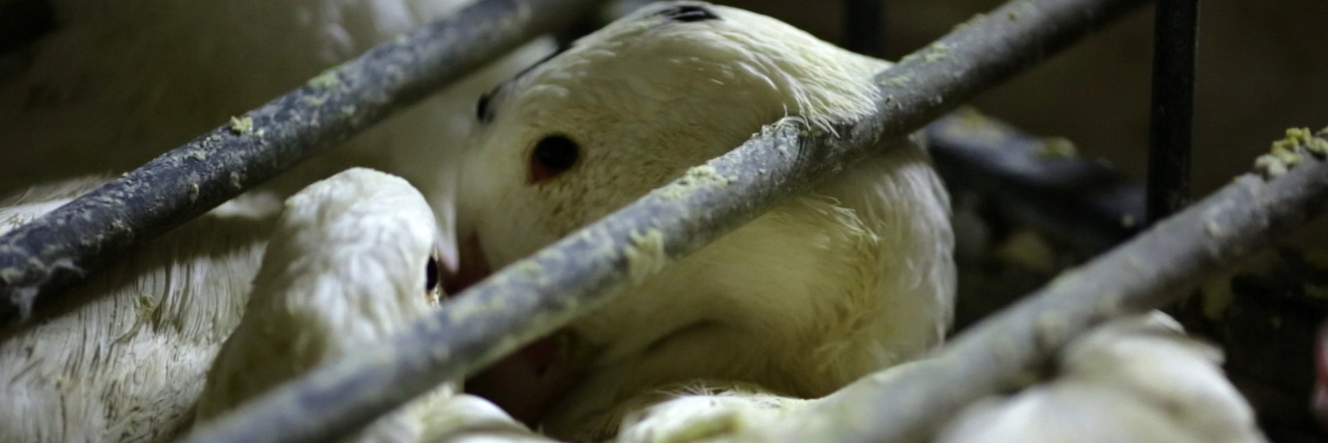 Chickens in crates at a sloughterhouse
