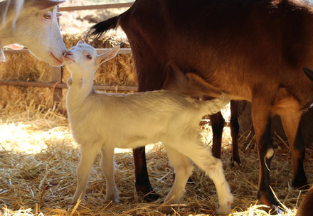 Goats at a farm in Southern France