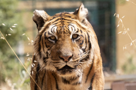 Tiger Fangio