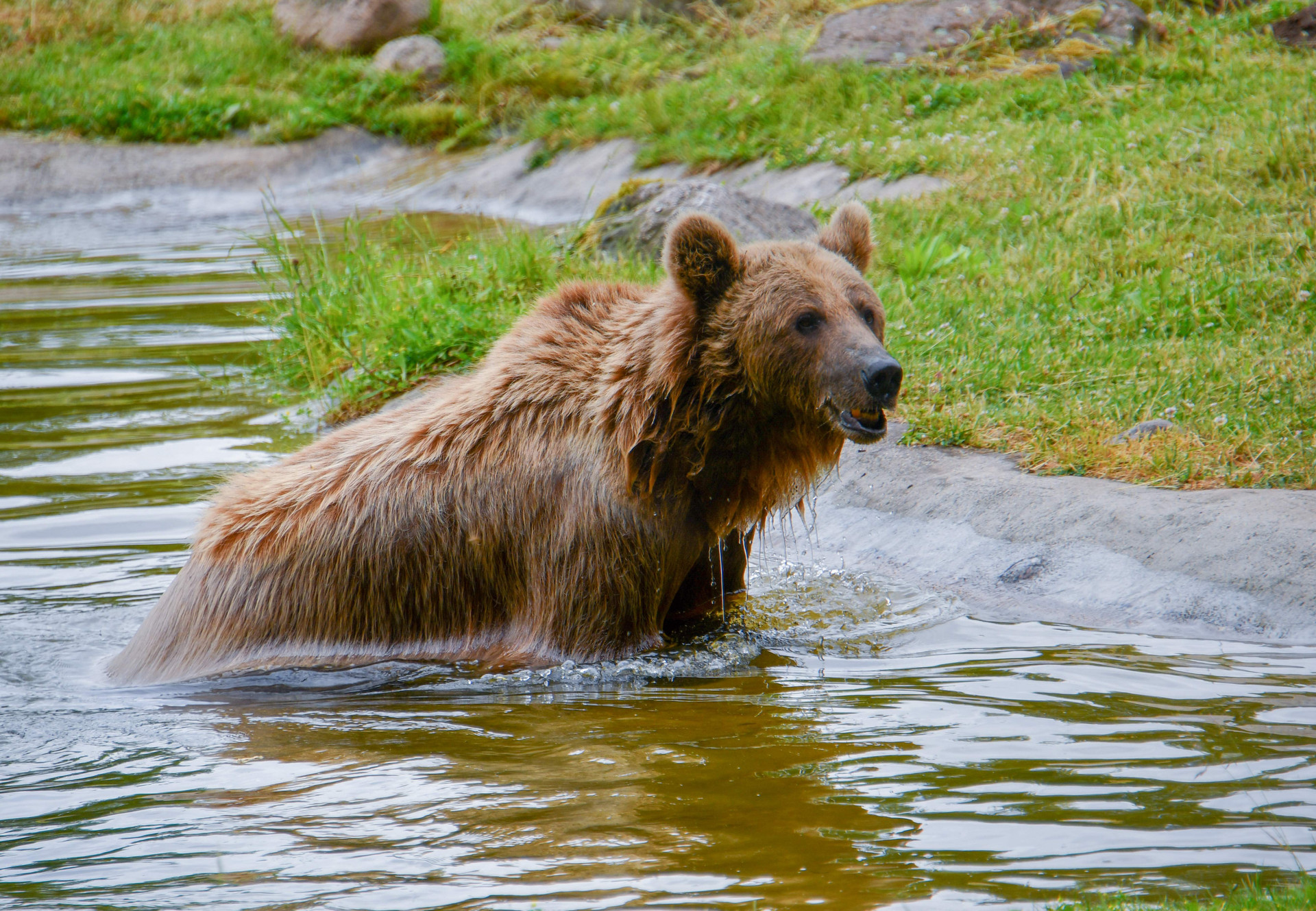 Bear Dasha at BEAR SANCTUARY Müritz