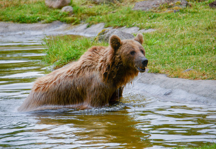 Bear Dasha