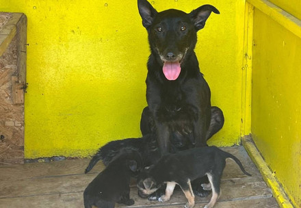 Rescue Nadiya