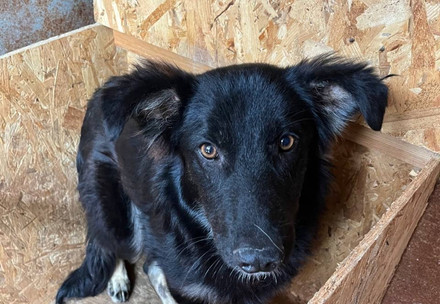 Dog Becky, Mykolaiv, Ukraine