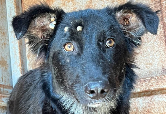 Rescuing animals after the flood in Ukraine