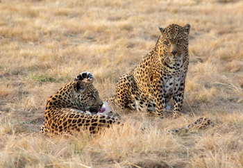 Two leopards in a sanctuary in South Africa