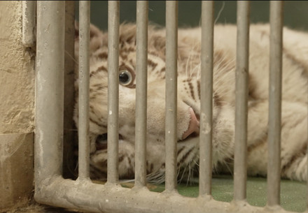 Tiger cub Charlota in the Czech Republic