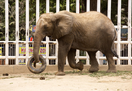 Elephant Madhubala in Pakistan