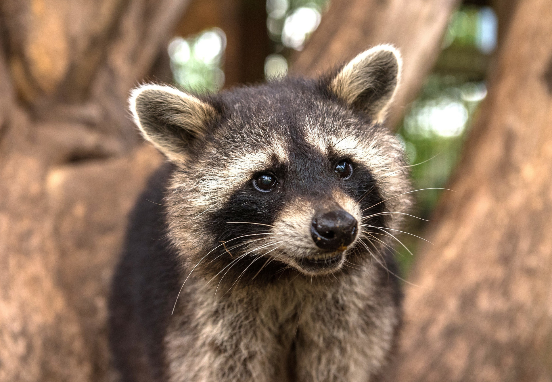 Raccoon Egon at TIERART Wild Animal Sanctuary