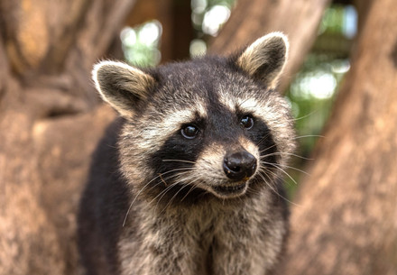 Raccoon Egon at TIERART Wild Animal Sanctuary