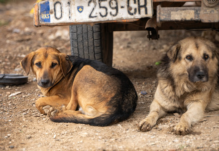 Two stray dogs laying under a car in Kosovo