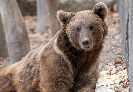 bear in the woods