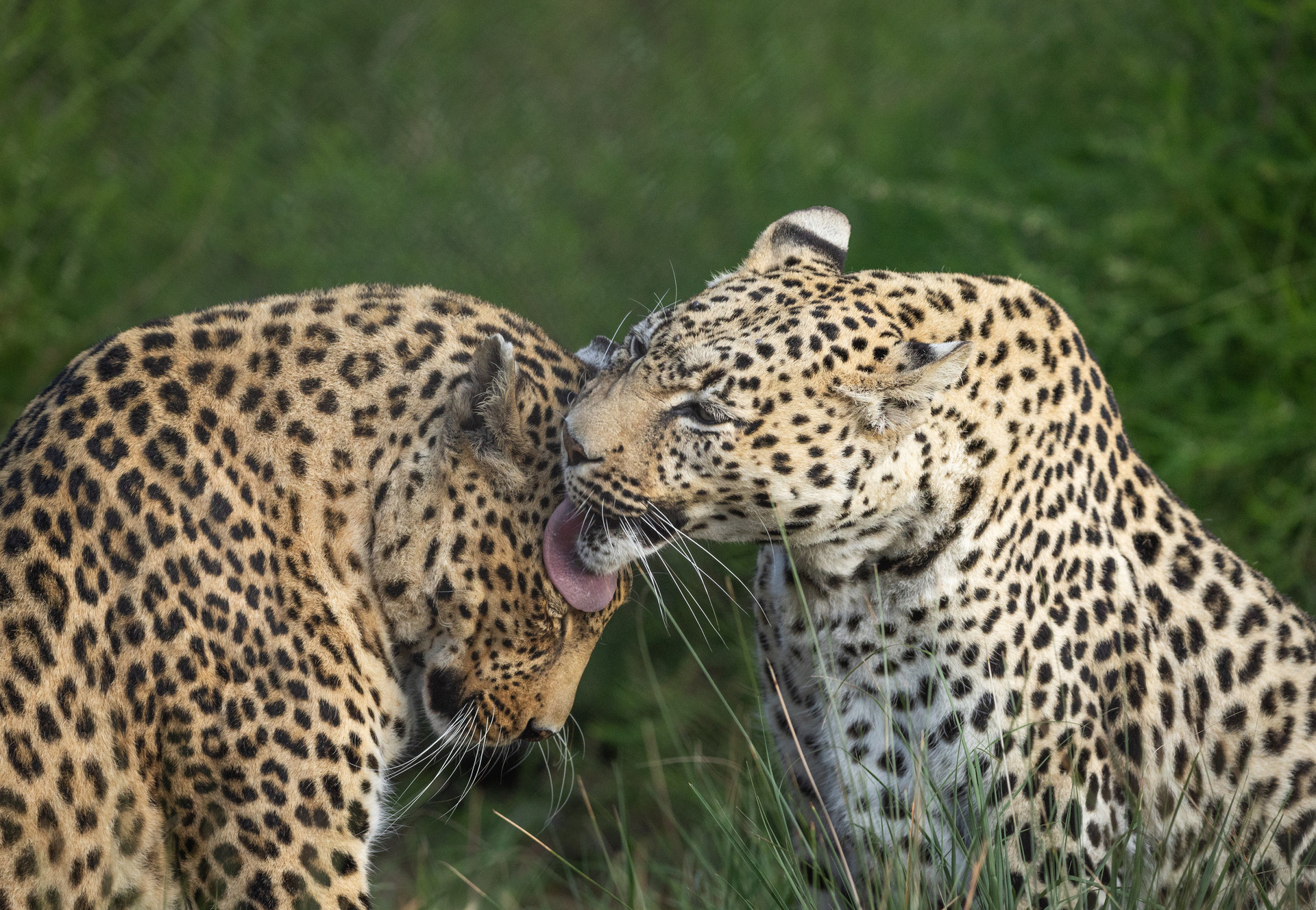 Two leopards in a sanctuary in South Africa