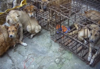 Dogs crammed into small cages and transported with no access to food or water