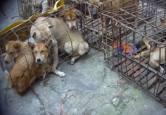 Dogs in cages