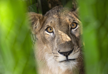 Rescue of lions in Sudan