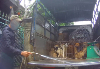 Dogs yelping in distress whilst being violently hosed down with water.