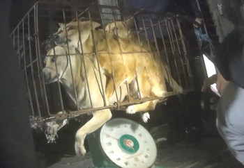 Dogs are weighed to determine the value of their meat