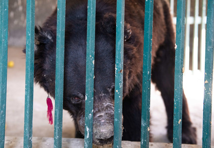 Asiatic black bear Boogie in Pakistan