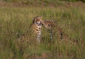 Two leopards in a sanctuary in South Africa
