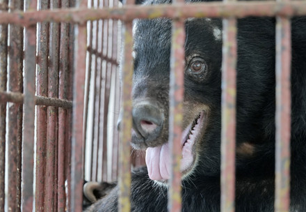 Bear Chinh in his cage on the bile farm