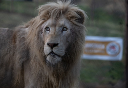 Lion Romeo at LIONSROCK