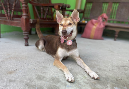 Dog Mouse with her tongue out laying down