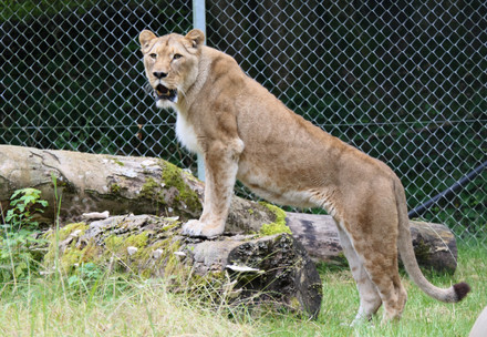 Lioness in safe enclousure
