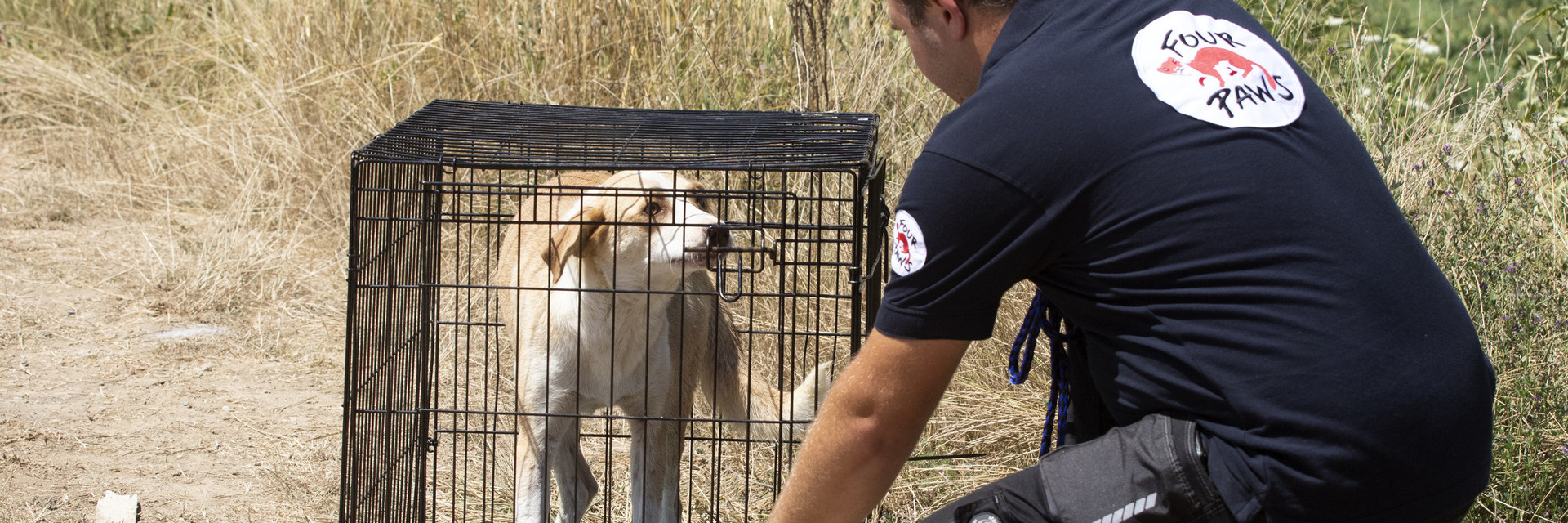 FOUR PAWS staff member releasing a white dog after the CNVR treatment where it was found