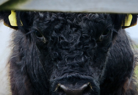Close up of cow