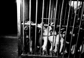 Puppies in a cage