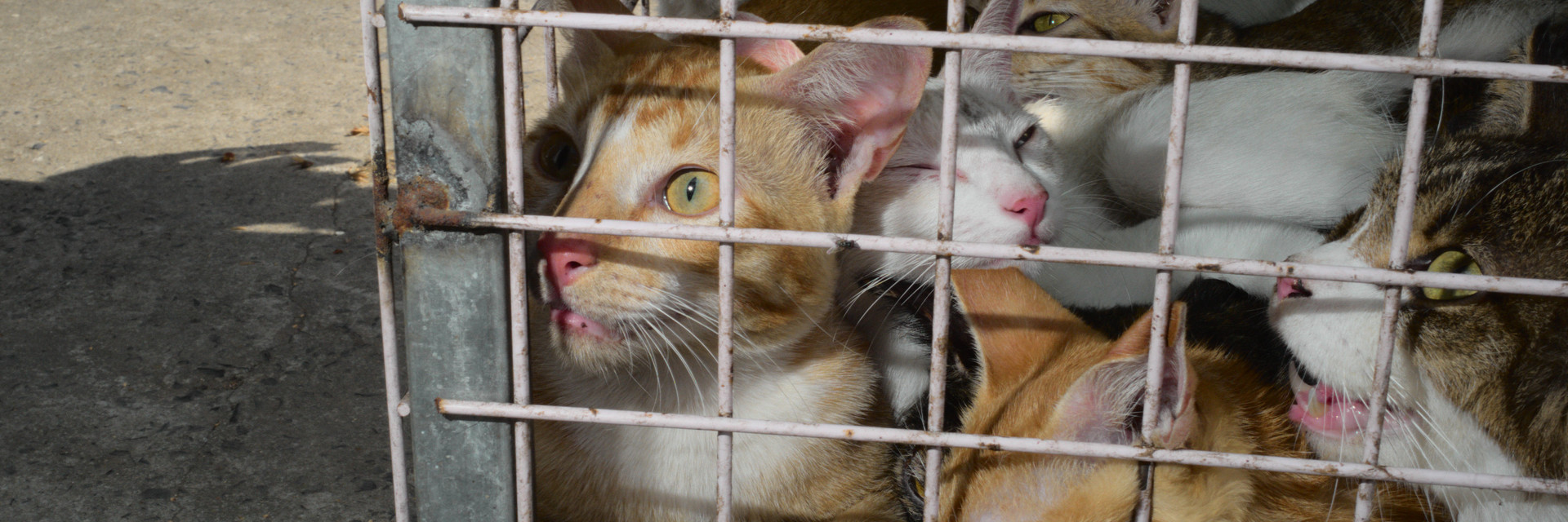 Cats trapped in a cage for the dog and cat meat trade
