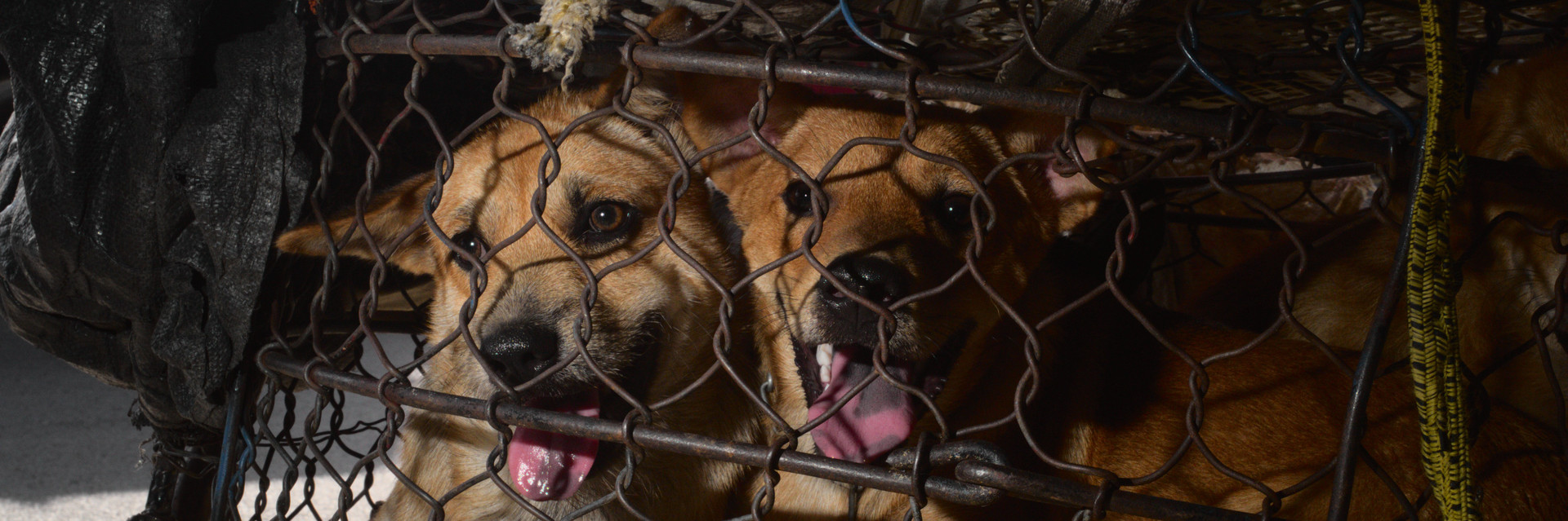 Dogs trapped in a tiny cage are victims of the dog and cat meat trade