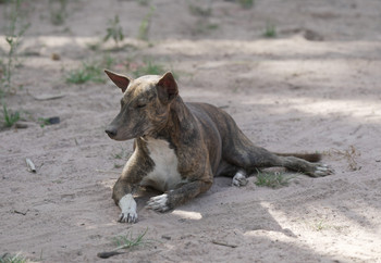 Dog laying on the ground in Siem Reap