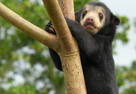 Sun bear cub Anuk at BEAR SANCTUARY Ninh Binh