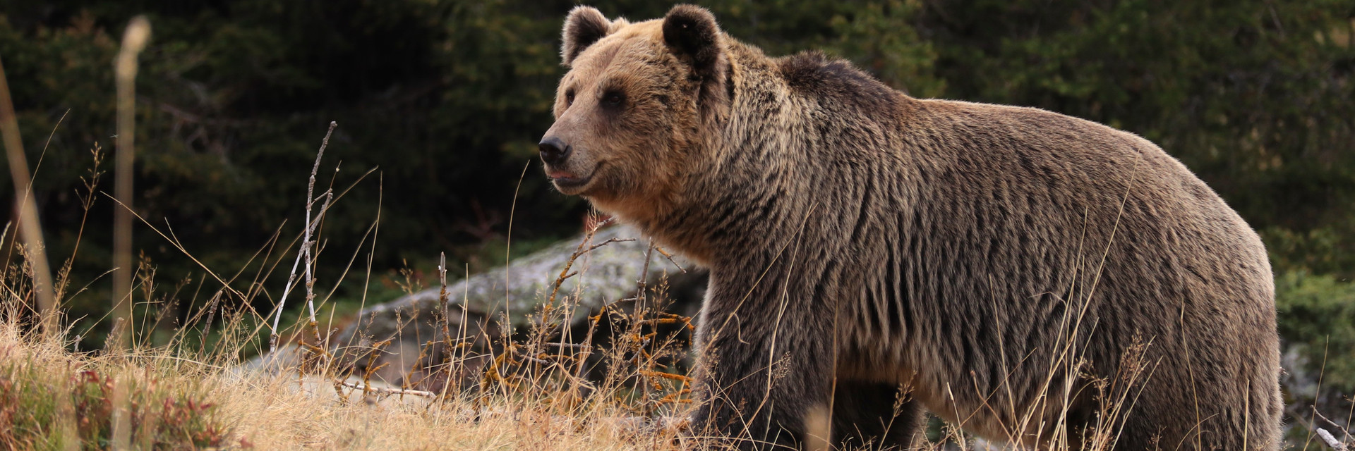 Bear Tom at Arosa in Switzerland