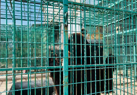 Emergency Rescue of Two Bears in Ukraine