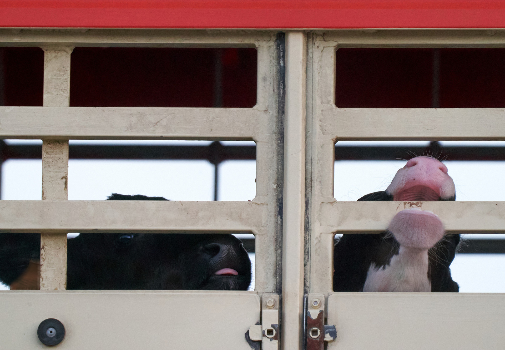 Calves Aren’t Cargo: As Export Season Opens, Brittany Ferries Chooses Profit Over Calf Welfare Calves transported on a truck