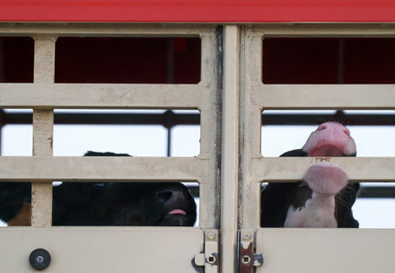 Calves transported on a truck