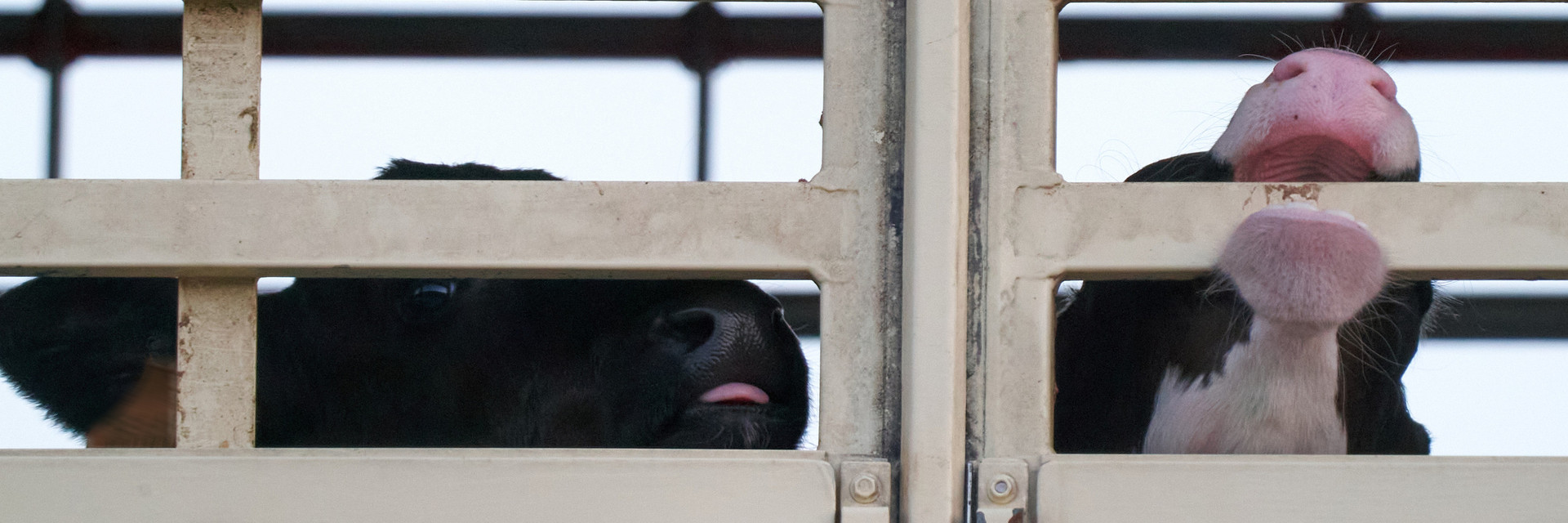 Calves transported onboard a truck