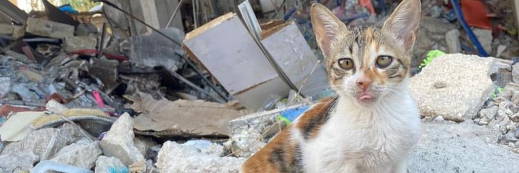 Emergency Help for Stray Animals in Lebanon Symbolic Image Stray cat in the ruins of destroyed buildings in Beirut, Lebanon.