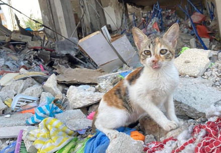 Stray cat in the ruins of destroyed buildings in Beirut, Lebanon.