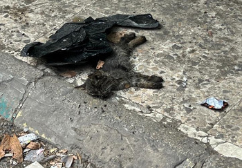 Injured kitten on the street in Beirut, Lebanon
