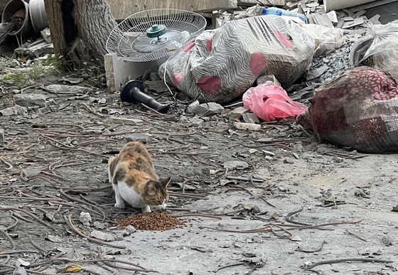 Cat Recieving Urgent Food in Beirut, Lebanon Cat recieving urgent food in Beirut, Lebanon
