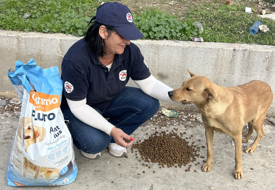 Dog Recieving Urgent Food in Beirut, Lebanon Dog recieving urgent food in Beirut, Lebanon