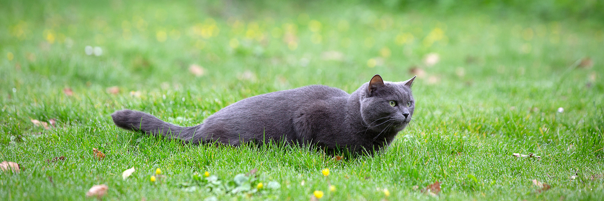 Cat outside in grass