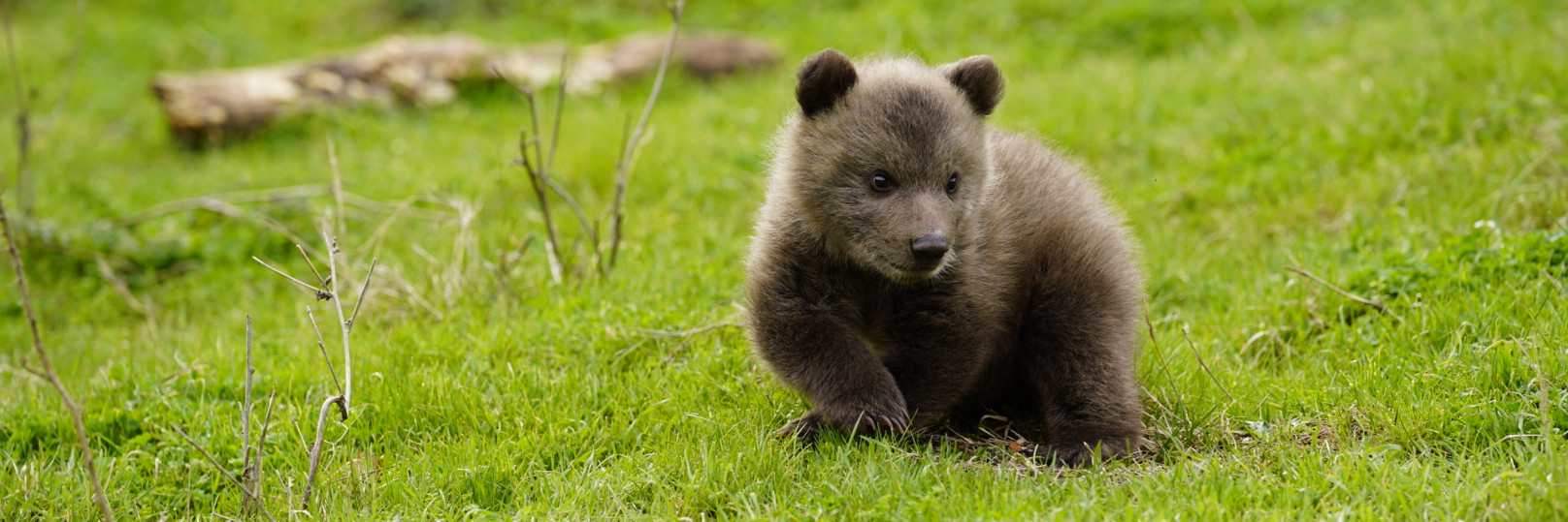 Brown bear cub in grass