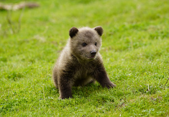 Bear cub in grass