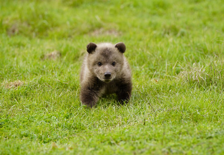 Bear cub walking on grass