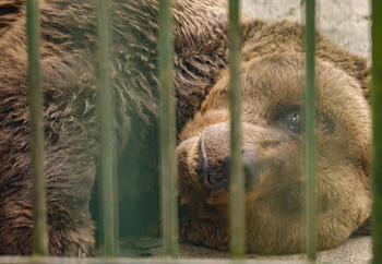 Brown bear in captivity lying down looking through bars
